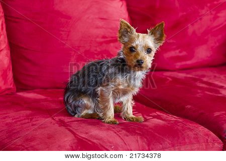 Yorkie cucciolo Terrior