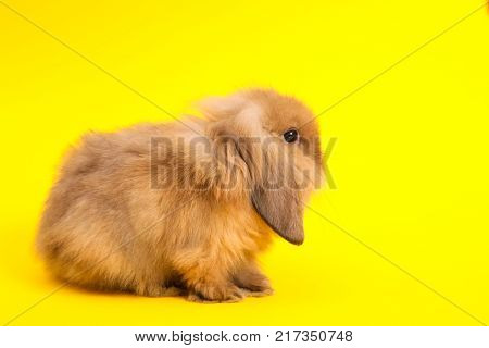 Baby cute rabbit on the color background