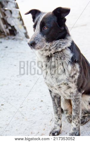 Portrait Of Sad Dog In Winter, Lonely Abandoned Dog Outside
