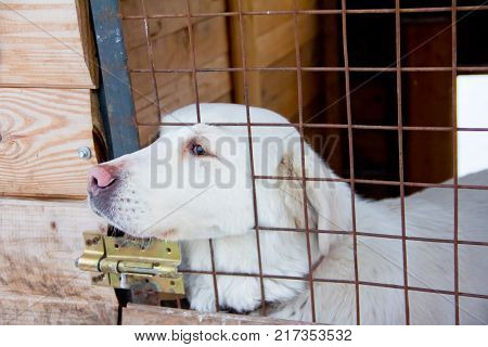 Portrait Of Sad Dog In Winter, Lonely Abandoned Dog Outside