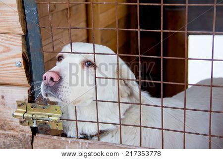 Portrait Of Sad Dog In Winter, Lonely Abandoned Dog Outside