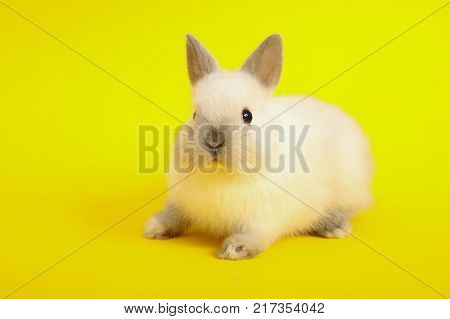 Baby cute rabbit on the color background