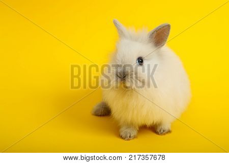 Baby cute rabbit on the color background