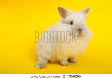 Baby cute rabbit on the color background