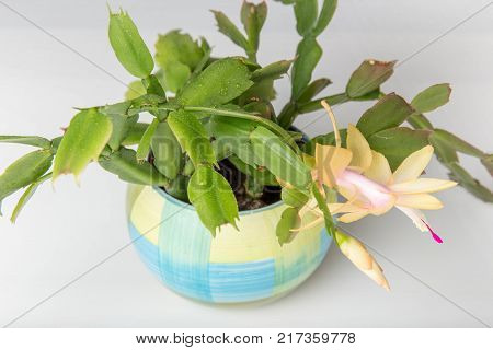 Blooming yellow Christmas Cactus schlumbergera in a blue pot on white background. Epiphyllanthus, Epiphyllum, Zygocactus, Zygocereus