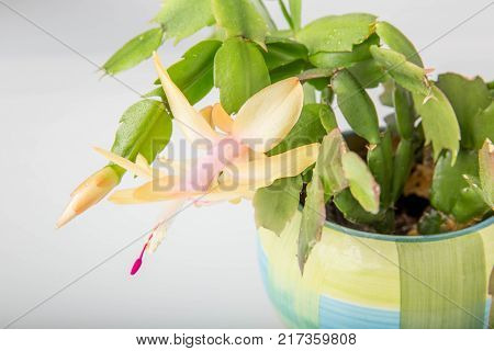 Blooming yellow Christmas Cactus schlumbergera in a blue pot on white background. Epiphyllanthus, Epiphyllum, Zygocactus, Zygocereus