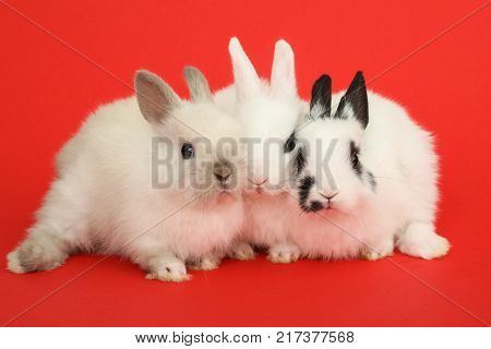 Three rabbits bunny isolated on white background