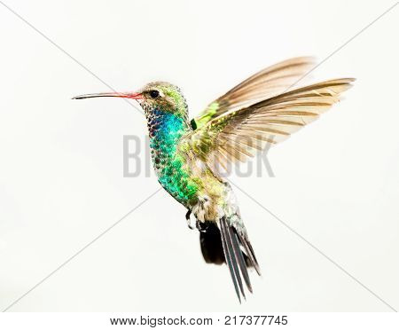 Broad billed hummingbird isolated on a white background.