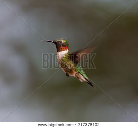 Ruby Throated Hummingbird male in a boreal forest in Northern Quebec.after its long migration north. Very small hummingbirds with a lot of fight to do the long trip from the south.