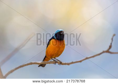 The elegant or blue-hooded euphonia is a species of bird in the Fringillidae family. It is found in Belize, Costa Rica, El Salvador, Guatemala, Honduras, Mexico, Nicaragua, and Panama.