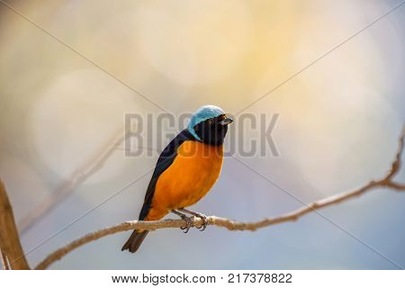 The elegant or blue-hooded euphonia is a species of bird in the Fringillidae family. It is found in Belize, Costa Rica, El Salvador, Guatemala, Honduras, Mexico, Nicaragua, and Panama.