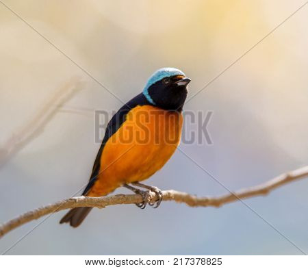The elegant or blue-hooded euphonia is a species of bird in the Fringillidae family. It is found in Belize, Costa Rica, El Salvador, Guatemala, Honduras, Mexico, Nicaragua, and Panama.