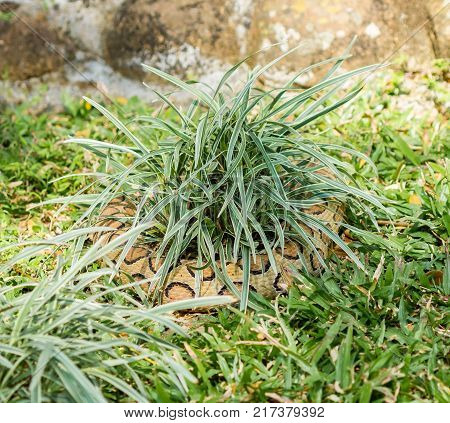 The Russell's viper, one of the most dangerous venomous snakes found in Asia.