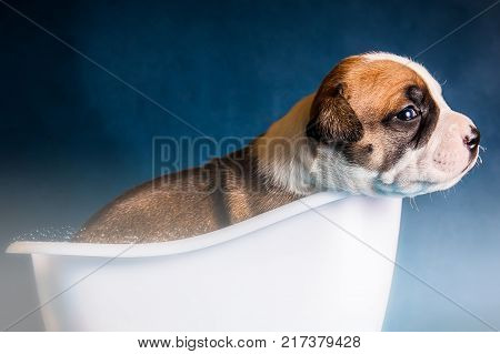 Puppy dog breed American Staffordshire Terrier in a white bath with soap bubbles