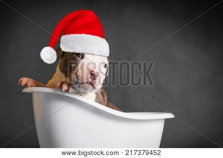 Puppy dog breed American Staffordshire Terrier in a red cap with a white pompon in the bathroom on a dark background