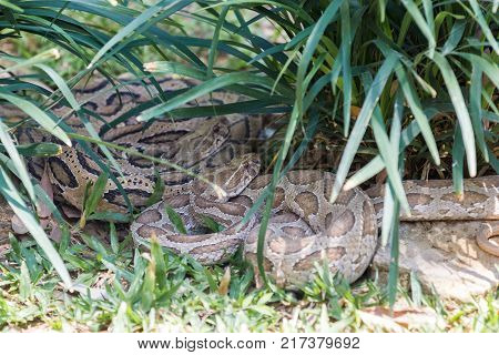 The Russell's viper, one of the most dangerous venomous snakes found in Asia.