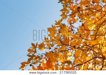 Autumn foliage, old orange maple leaves, dry foliage of trees, soft focus, autumn season, nature change, bright soft sunlight Abstract autumn background.
