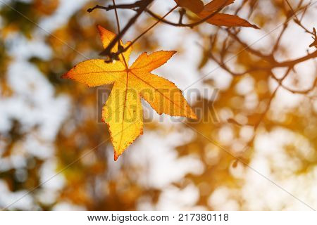 Autumn leaf, old orange maple leaves, dry foliage of trees, soft focus, autumn season, nature change, bright soft sunlight Abstract autumn background.