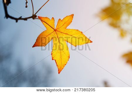Autumn leaf, old orange maple leaves, dry foliage of trees, soft focus, autumn season, nature change, bright soft sunlight Abstract autumn background.