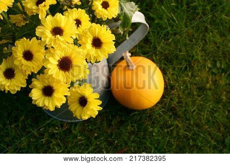 Bright Yellow Chrysanthemum Blooms In A Metal Pitcher