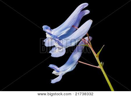 Blomster af Lærkespore