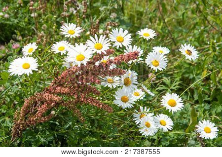 Small wild camomiles growing in the meadow in Carpathian mountains. With a sorrel brunch with seeds. A small bee is gathering pollen from the camomile on the top right flower.