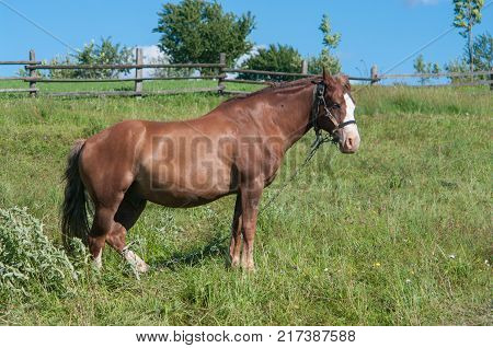 A light brown beautiful horse is grazing off fresh green grass in a small mountain village. It is on a chain to prevent from running away. It is a labour force for local farmers.