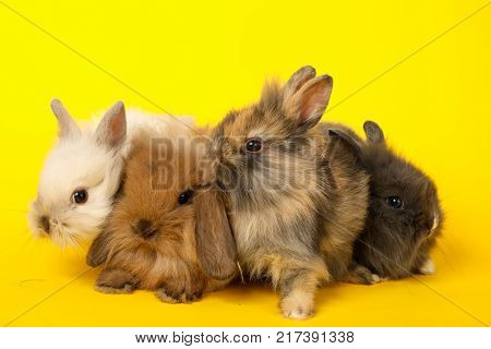 Two rabbits bunny 