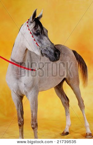 cavallo arabo