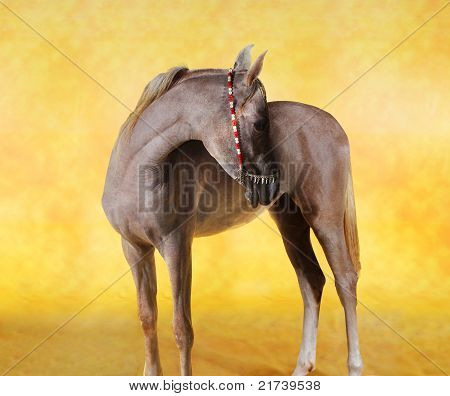 cavallo arabo
