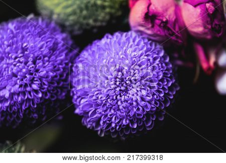 chrysanthemum bushy Feeling Green. very close-up macro shot.