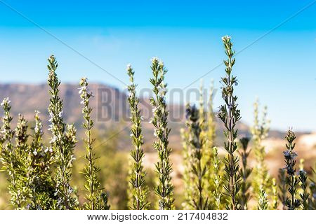 View Of The Romanesque Church Of Santa Maria De Siurana In Siurana Tarragona Catalunya Spain. Copy S