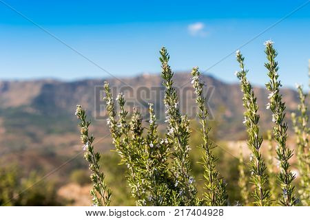 View Of The Romanesque Church Of Santa Maria De Siurana In Siurana Tarragona Catalunya Spain. Copy S