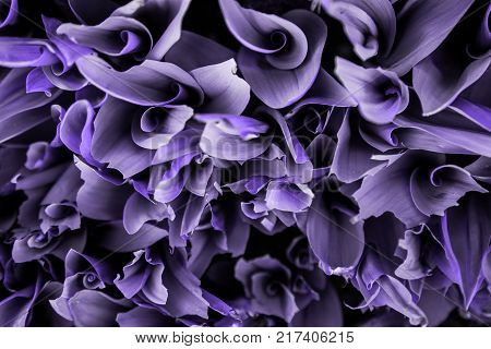 abstract photo of twisted petals in colors 