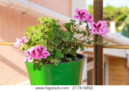 Striped pink flowers of hibiscus in the green flowerpot outdoo