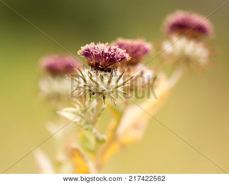 dry flower spikes in nature . In the park in nature