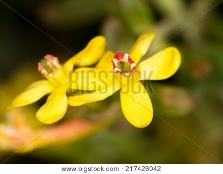 beautiful little yellow flower in nature . In the park in nature