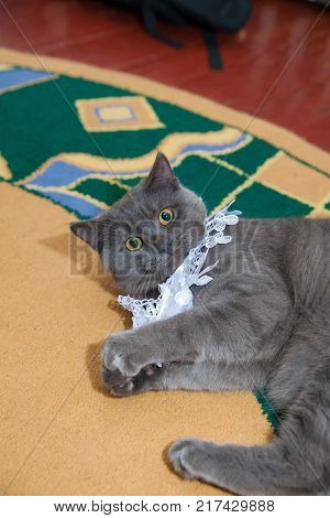 gray wedding garter cat playing on the floor