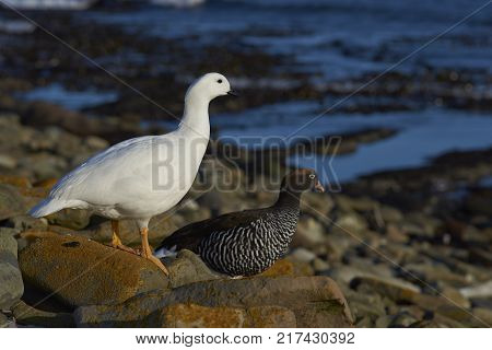 Pair of Kelp Geese (Chloephaga hybrida malvinarum) on the rocky coast of Sea Lion Island in the Falkland Islands.