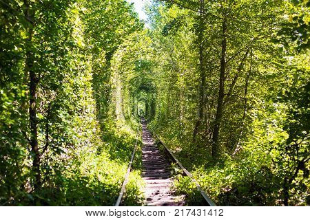 Natural tunnel of love formed by trees in Ukraine, Klevan.