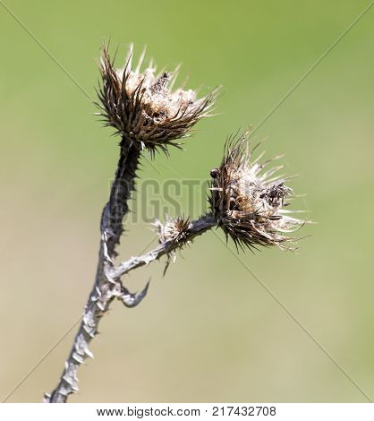 dry thorn in nature . In the park in nature