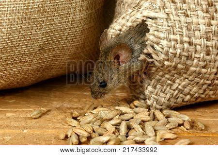 closeup the vole mouse gets out of the hole in the sack of grain in the storehouse