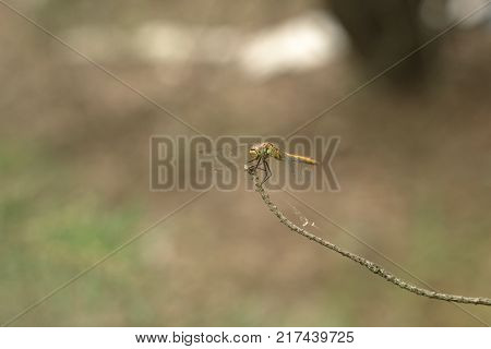 Sympetrum vulgatum (vagrant darter) with drooping wings. Closeup