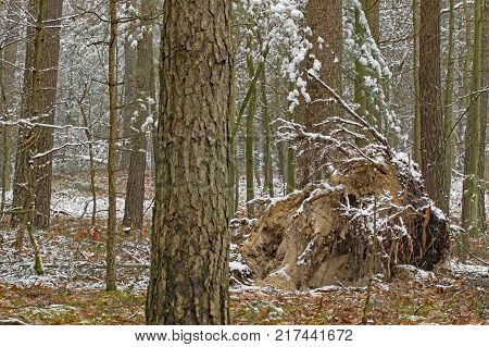 A tall, pine forest. Tall, young pines grow between tall trees. . It is the beginning of winter. The ground and tree branches are covered with a thin layer of snow. In the middle you can see the root of the fallen tree.