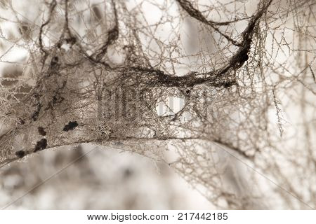 background from the old web . Photo of abstract textures