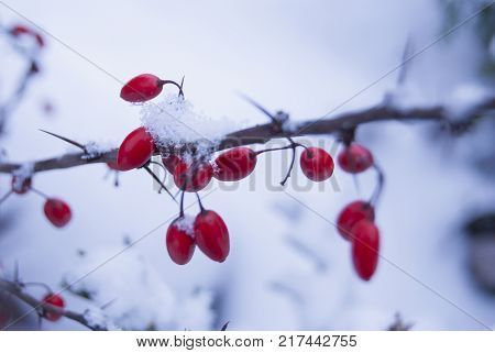 Red ripe berries of barberry covered with snow