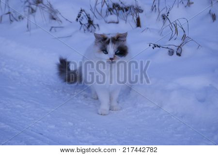 An unusual three-colored cat with blue eyes is sitting on the snow. Strabismus in an animal.