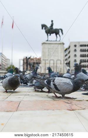 Pigeons in Ulus Square - Ankara, Turkey