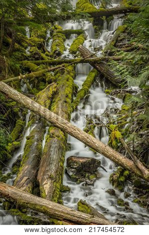 Fallen Trees Cover Upper Proxy Falls in Oregon forest in summer