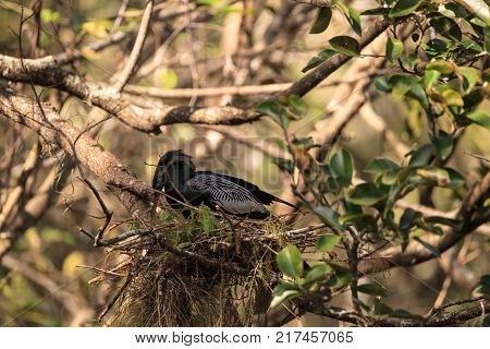 Female Anhinga Bird Called Anhinga Anhinga Makes A Nest